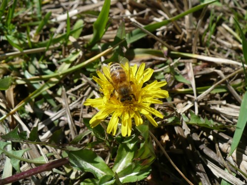 Bee on Dandelion