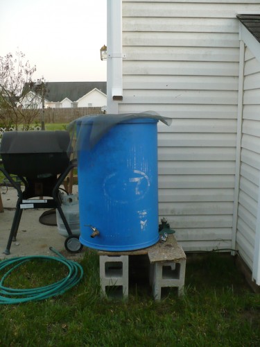 Rain Barrel