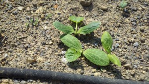 Squash seedling
