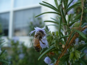 Honey Bee on Rosemary