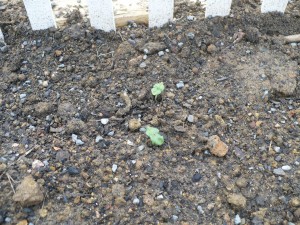 Okra Seedling
