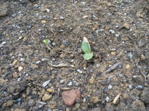 Pumpkin Seedling