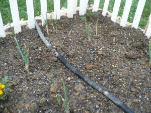Onion Growth